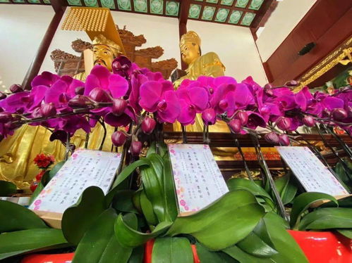 鮮花禮神 上海白云觀主殿神前鮮花接受供養