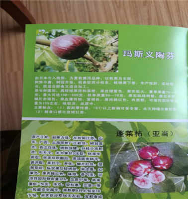 五年巴勞奈無花果苗 基地直供，今年頭條禮品花卉銷售新趨勢